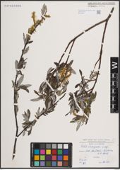Foto von Salix eleagnos Scop.
